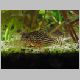 Picture 392 (Corydoras sterbai).jpg